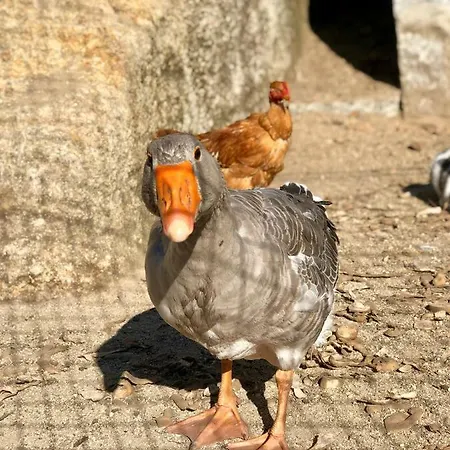 De La Tour - Quinta Da Prelada Simão Celorico De Basto