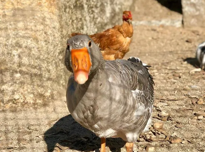 De La Tour - Quinta Da Prelada Simao Celorico De Basto